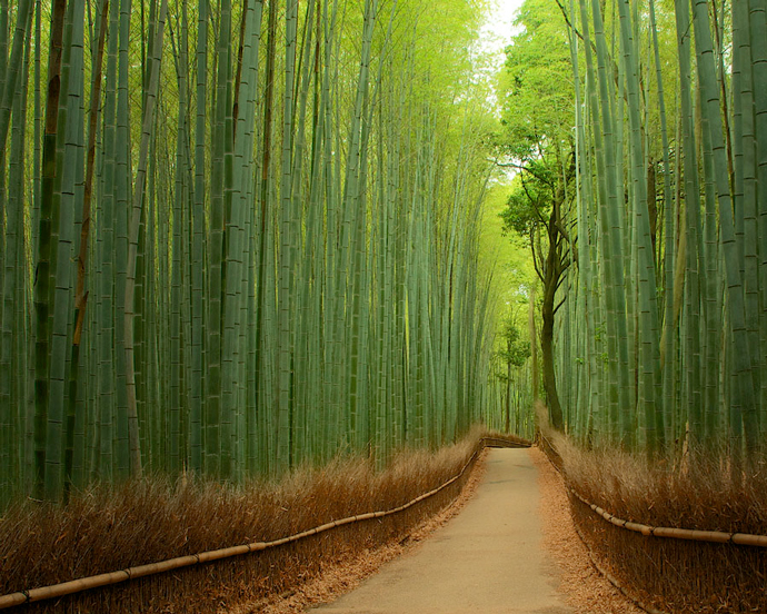 Bamboo forest in Sagano, Kyoto 